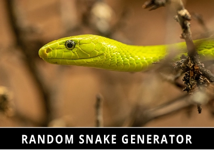 Random Snake Generator
