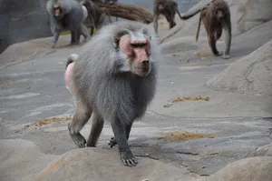 Baboon