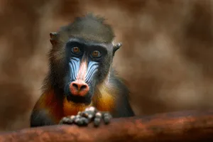 Mandrill