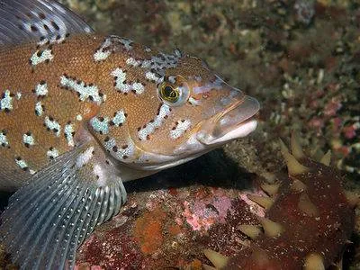 Kelp Greenling