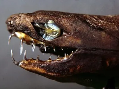 Viper Shark (dogfish)