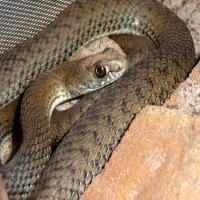 Malpolon Monspessulanus